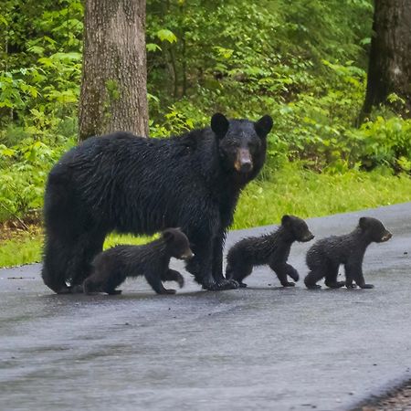 Her Majesty'S Way, Awesome Mtn Views, 1089 Free Tickets Each Paid Day, Dollywood And More Gatlinburg Eksteriør bilde