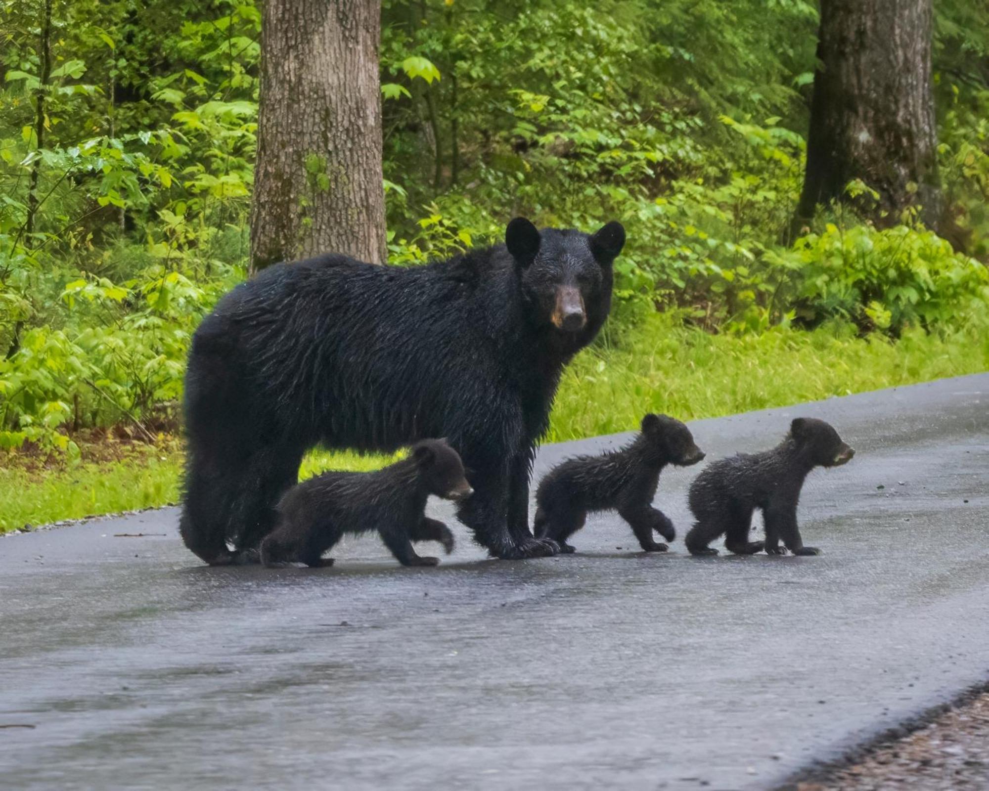 Her Majesty'S Way, Awesome Mtn Views, 1089 Free Tickets Each Paid Day, Dollywood And More Gatlinburg Eksteriør bilde